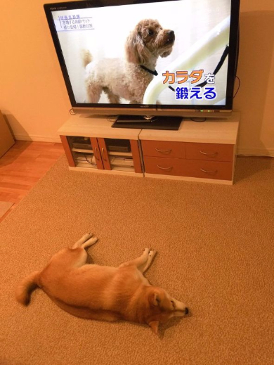 柴犬 やる気 ない ゆう 鍛える テレビ