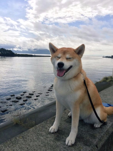 柴犬 やる気 ない ゆう 鍛える テレビ