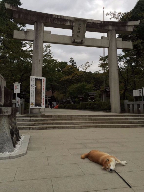 柴犬 やる気 ない ゆう 鍛える テレビ