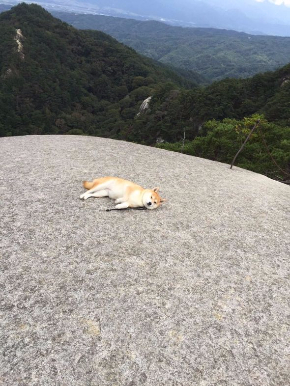 柴犬 やる気 ない ゆう 鍛える テレビ