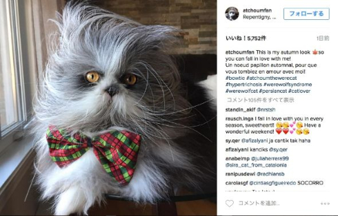 犬か猫かよくわからないAtchoum