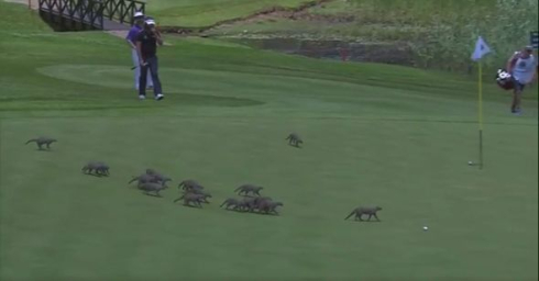 ゴルフ大会でマングースが乱入
