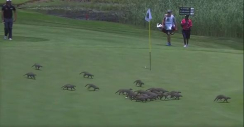 ヨーロピアンツアーにマングース