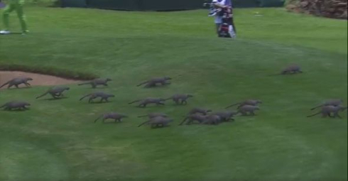 ゴルフ中にマングース