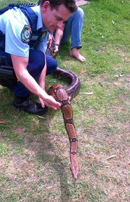 子犬を飲み込んだ疑いのヘビを確保　飼い主も絞め殺されかけ