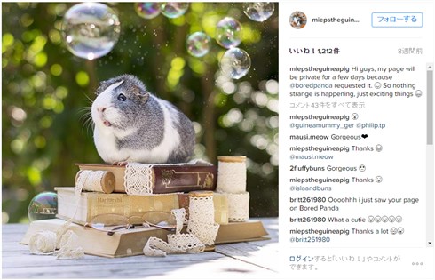 メルヘンかわいいモルモットのミープスちゃん