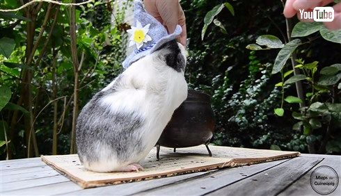 メルヘンかわいいモルモットのミープスちゃん