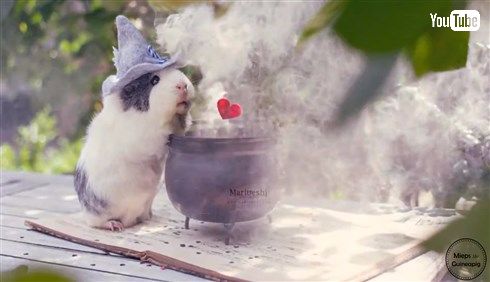 メルヘンかわいいモルモットのミープスちゃん