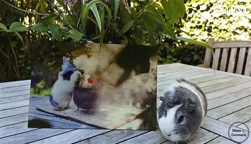 メルヘンかわいいモルモットのミープスちゃん