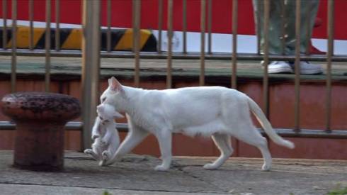 ダーウィンが来た！　猫