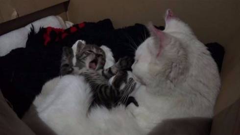 ダーウィンが来た！　猫