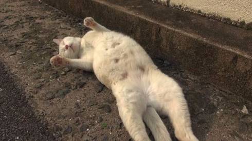 ダーウィンが来た！　猫