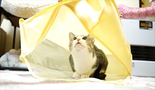 おはぎの成長後とまこまこ一家