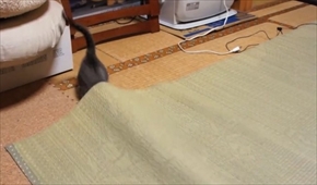 おはぎの成長後とまこまこ一家