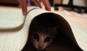 おはぎの成長後とまこまこ一家