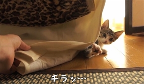 おはぎの成長後とまこまこ一家