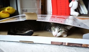 おはぎの成長後とまこまこ一家