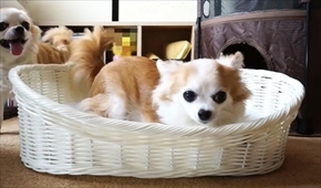 おはぎの成長後とまこまこ一家