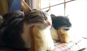 おはぎの成長後とまこまこ一家