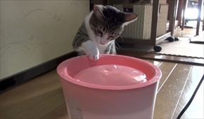 おはぎの成長後とまこまこ一家