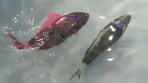 ロボフィッシュ