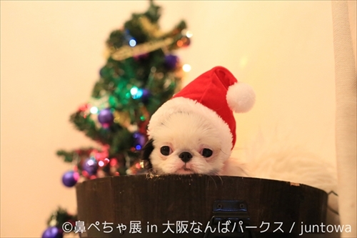 鼻ぺちゃ展＆巻きしっぽ展