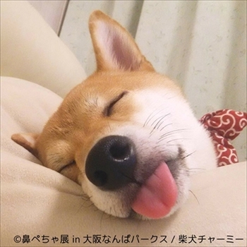 鼻ぺちゃ展＆巻きしっぽ展