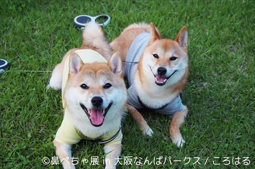 鼻ぺちゃ展＆巻きしっぽ展