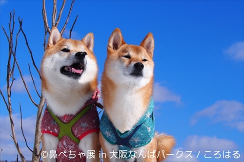 鼻ぺちゃ展＆巻きしっぽ展