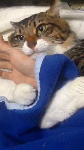 手を離さないねこ