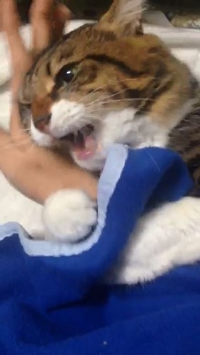 手を離さないねこ