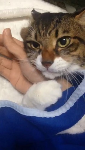 手を離さないねこ