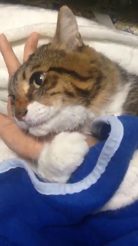 手を離さないねこ