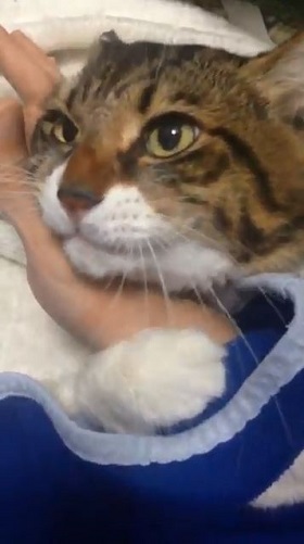 手を離さないねこ