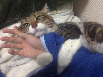 手を離さないねこ