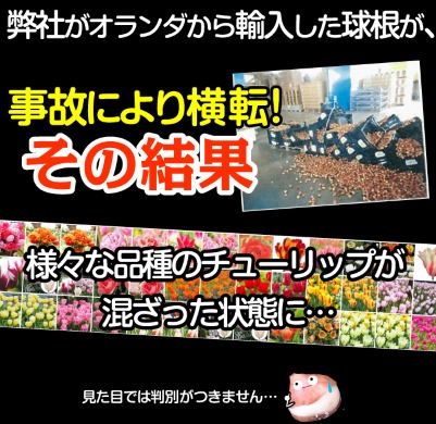 チューリップ ガチャ 訳あり ごちゃ混ぜ 