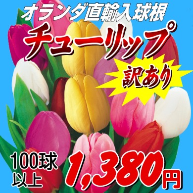 チューリップ ガチャ 訳あり ごちゃ混ぜ 