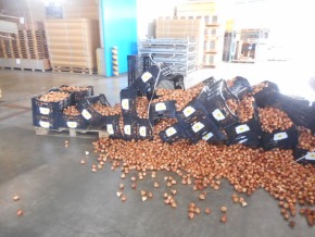 チューリップ ガチャ 訳あり ごちゃ混ぜ