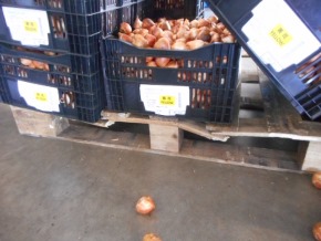 チューリップ ガチャ 訳あり ごちゃ混ぜ