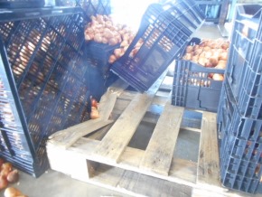 チューリップ ガチャ 訳あり ごちゃ混ぜ