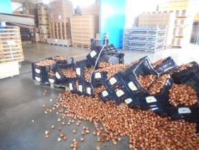 チューリップ ガチャ 訳あり ごちゃ混ぜ