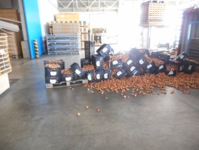 チューリップ ガチャ 訳あり ごちゃ混ぜ