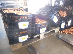 チューリップ ガチャ 訳あり ごちゃ混ぜ