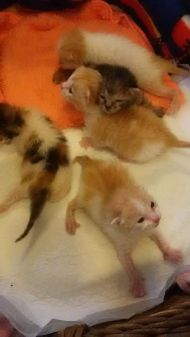 こねことひよこ