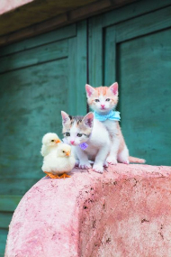 こねことひよこ