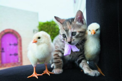 こねことひよこ