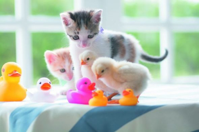 こねことひよこ