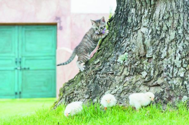 こねことひよこ