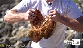 無人島に漂着してもあんしん！　ヤシの実を道具を使わずに割る方法