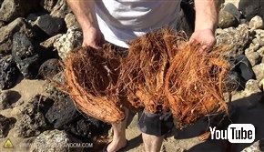  無人島に漂着してもあんしん！　ヤシの実を道具を使わずに割る方法